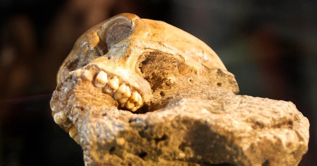 How stable isotope analysis reveals what ancient humans and Neanderthals ate