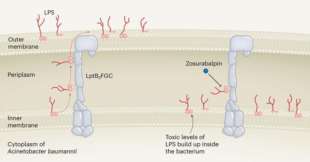 mape おまとめP. Bacteria (TC)【51】【41】【40】 Explainer: A new antibiotic class has been discovered – how