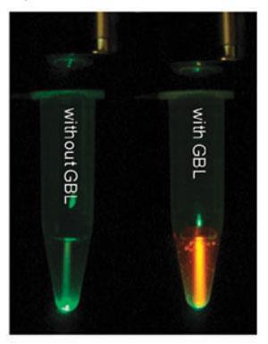 Date rape drug sensor | Research | Chemistry World