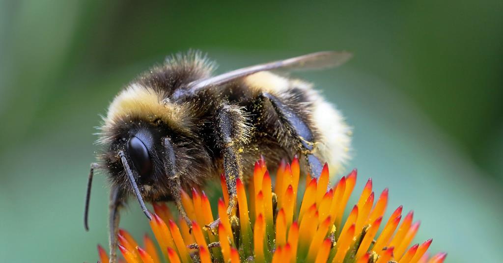 Lebah menghadapi rentetan beban kimia dan lingkungan |  Bisnis