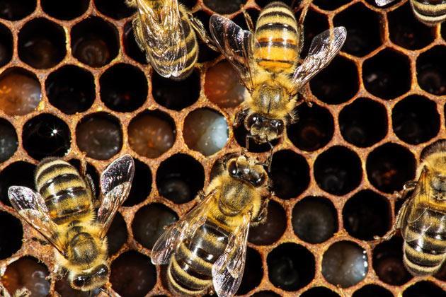 Bee Point System Bee immune system discovery points way to pollinator 'vaccines ...