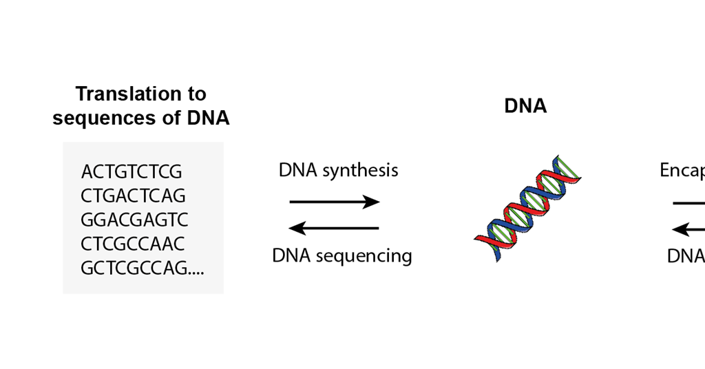 Is DNA the future of digital data storage? | Feature | Chemistry World