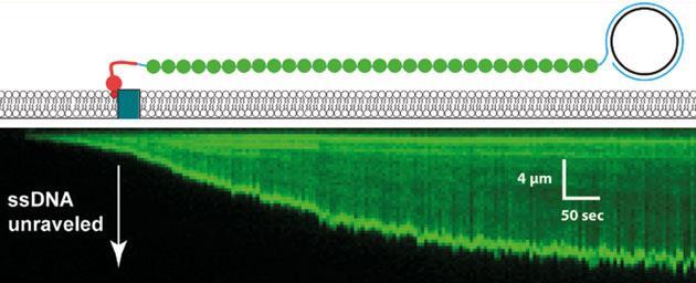 Raising The Curtain On Single Stranded Dna Research Chemistry World