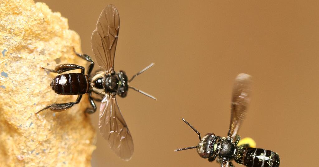 Rare trehalulose sugar found in stingless bee’s honey Research