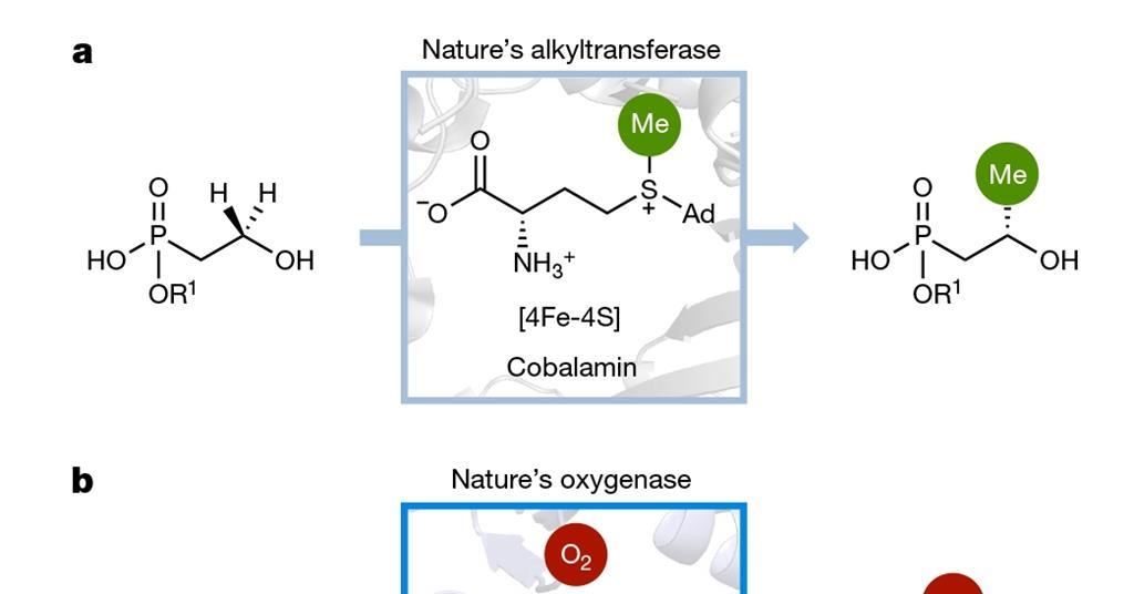 The Enzyme Effect How Nature Achieves Instant Reactions - l9ki93m