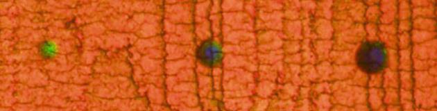 Colour-changing polymer tackles concussion diagnosis head on | News ...