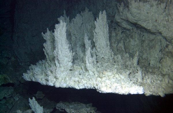 hydrothermal vents