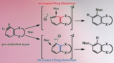 Bending the rules for arynes | News | Chemistry World