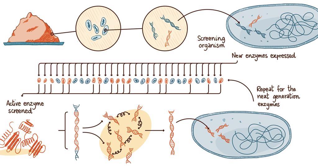 Enzymes for everyone | Feature | Chemistry World