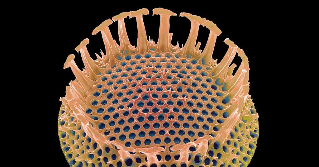 Proteins behind diatoms' intricate nanoscale-patterned shells