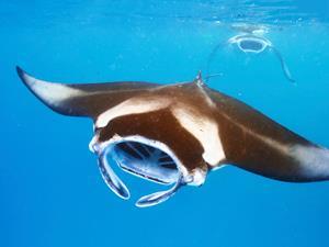 Shark Jelly Has Record Proton Conductivity Research Chemistry World