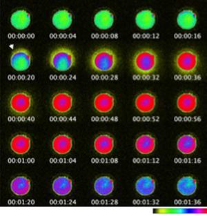 Zinc spark of life marks egg fertilisation | Research | Chemistry World