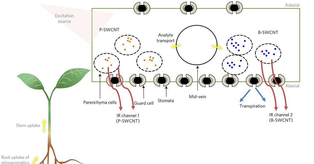 Explosive-sensing plant lights fuse for nanobionics | Research ...