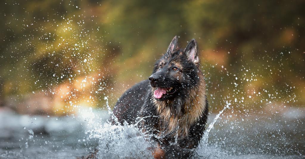 Pets’ antiparasitic chemicals could be contaminating rivers | Research ...