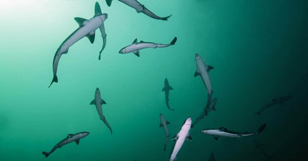 La chasse aux ingrédients de vaccins qui ne proviennent pas de requins sauvages est ouverte
