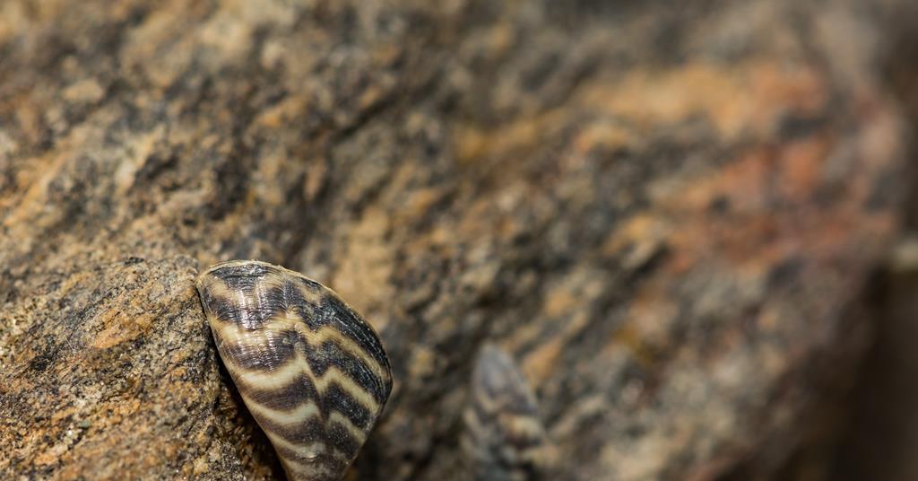 Mussel Threads Invasive zebra mussels’ unique sticky threads unraveled | Research ...