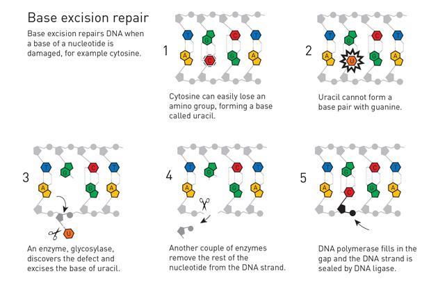 DNA repair research takes the 2015 chemistry Nobel | News | Chemistry World