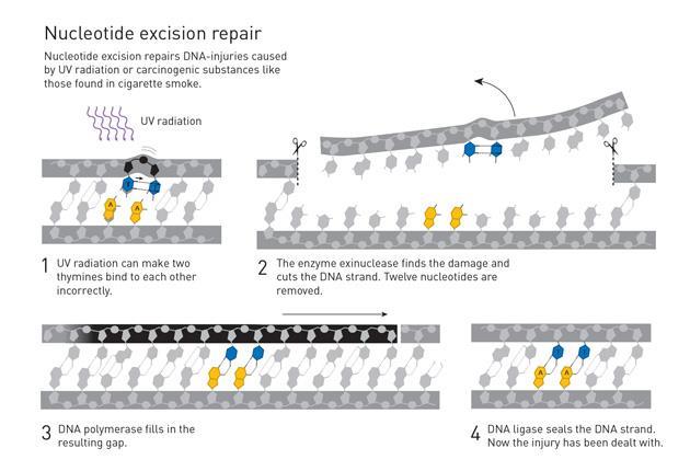 DNA repair research takes the 2015 chemistry Nobel | News | Chemistry World