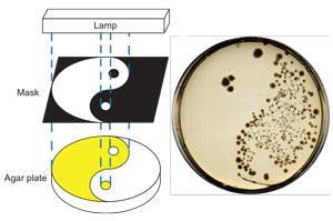 Light switch antibiotics could undermine resistance Research Light switch antibiotics could undermine resistance Research