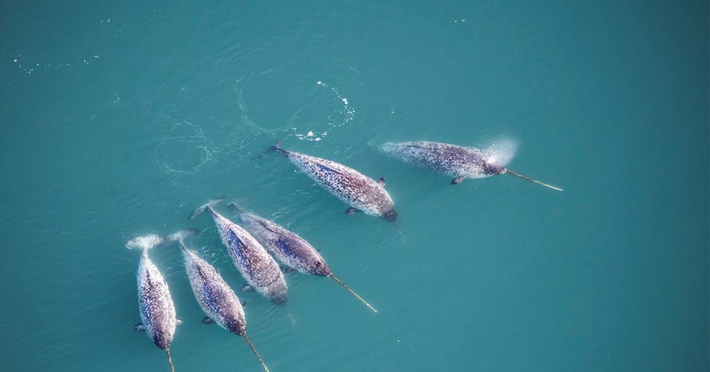 The twisted chemistry of Narwhal tusks | Research