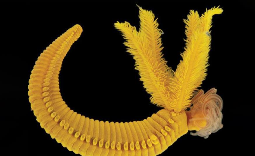 This deep-sea worm turns two toxins into a harmless mineral