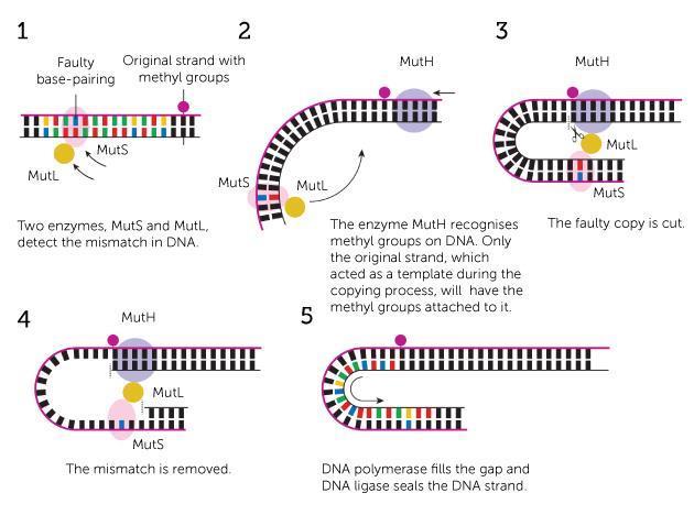 The house that DNA built | Feature | Chemistry World