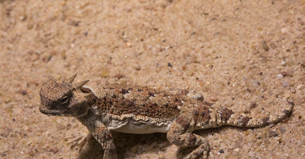 Desert horned lizards that drink captured water from their skin inspire water-harvesting system | Research