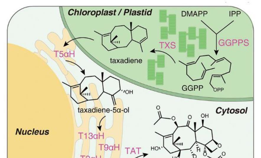 Unravelling enzyme pathway of Taxol precursor brings synthetic ...