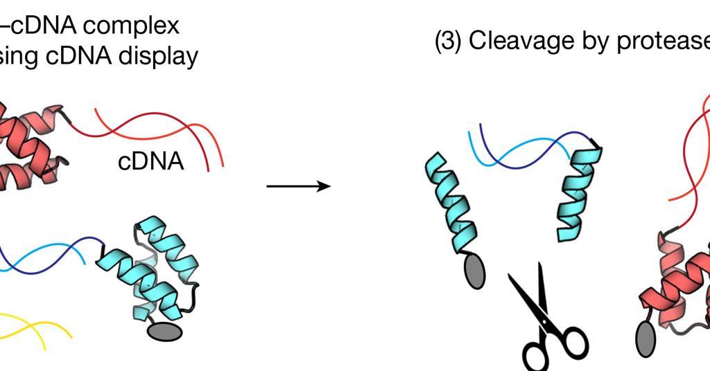 Protein folding stability measured at scale