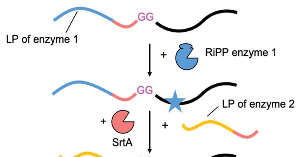 Sortase A strategy could see ribosomal products reach further across ...