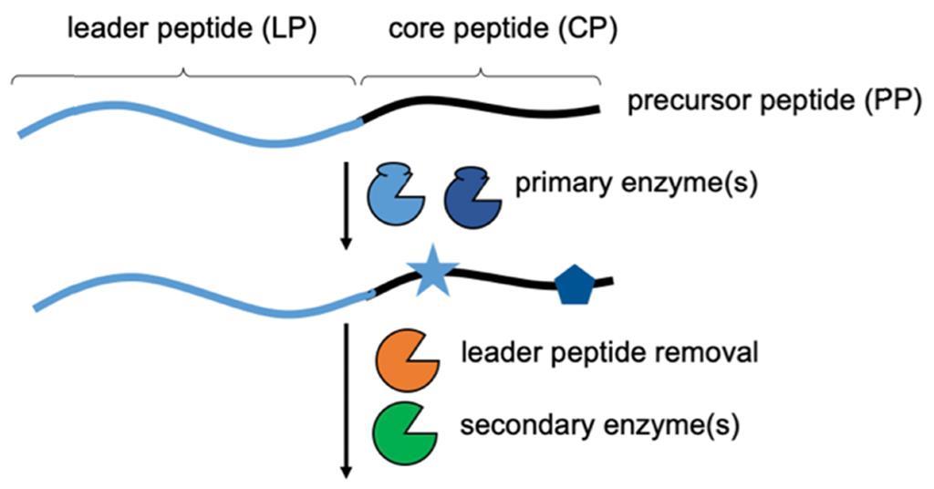Sortase Catalysis Sortase A strategy could see ribosomal products reach further across ...