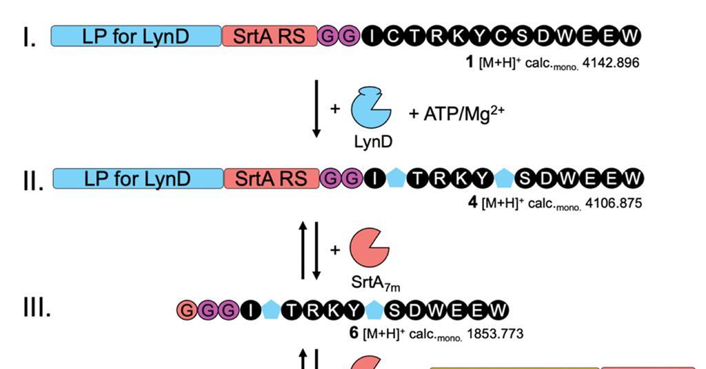 Sortase Catalysis Sortase A strategy could see ribosomal products reach further across ...