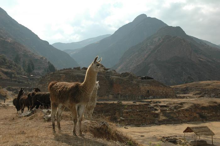 Snuff tube residues push back date of oldest hallucinogen use in Peruvian Andes