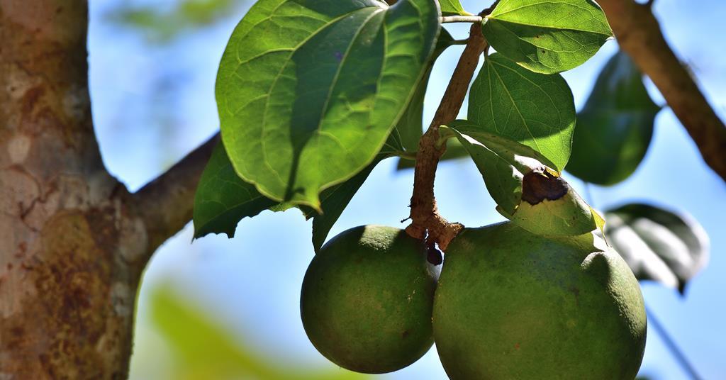 Strychnine | Podcast | Chemistry World