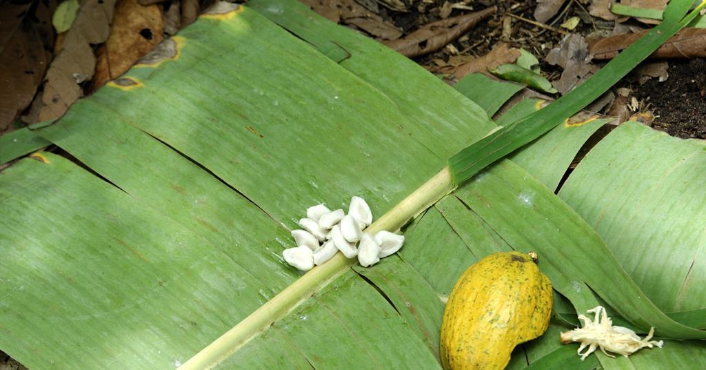 Controlling chemistry of chocolate making could speed up process