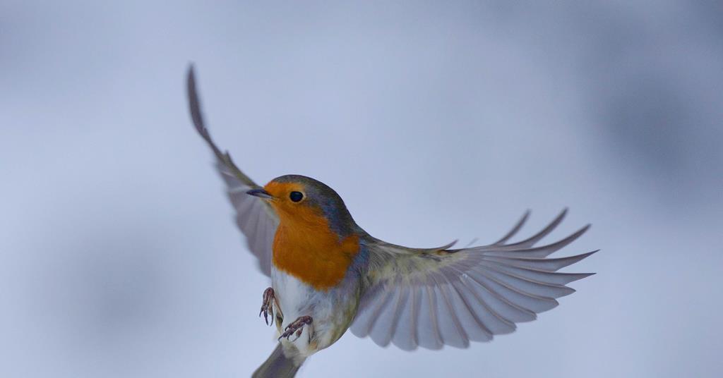 Quantum chemical reaction behind birds’ internal compass | Research ...