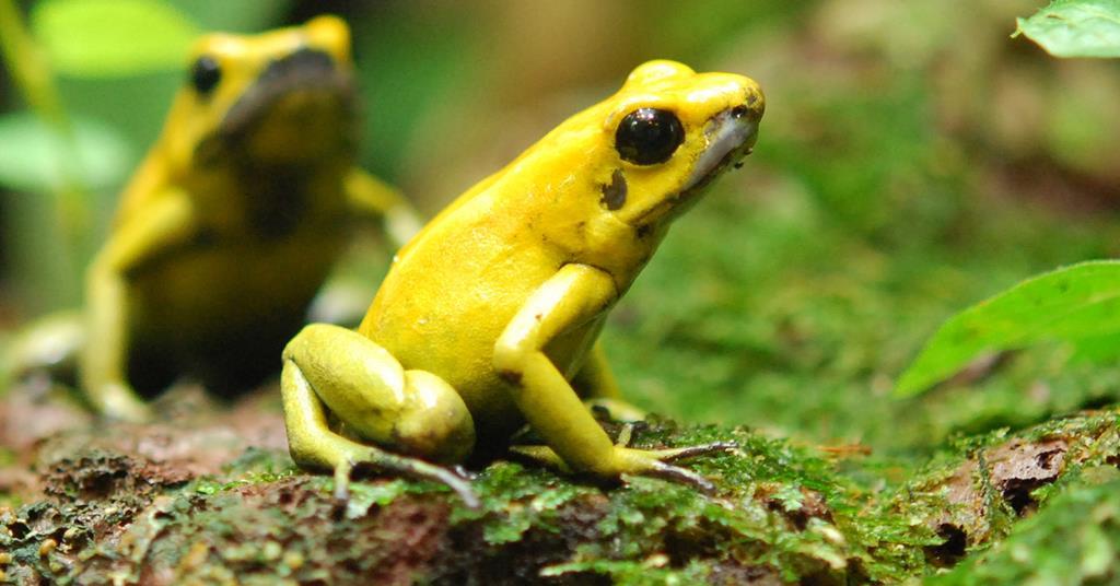 Frogs: Poisoned dart or silver bullet? - Advanced Science News