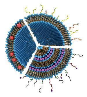 From screen to cell | Feature | Chemistry World