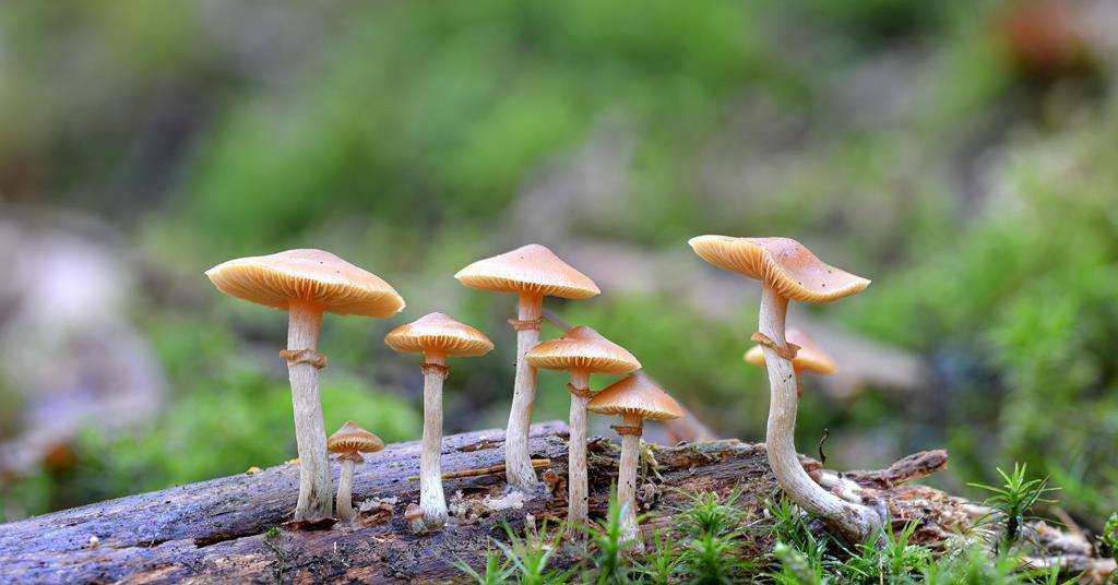 How To Identify Magic Mushrooms - Think Mushrooms - Buy Shrooms Online