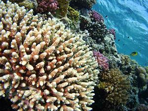 Sulfur chemistry links coral to climate | Research | Chemistry World