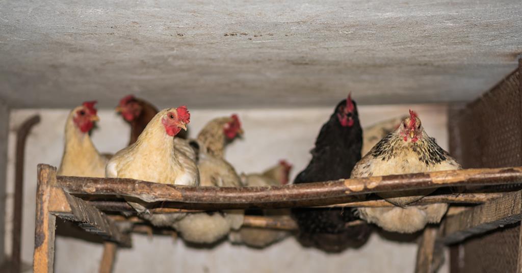The boy and the injured bird story image