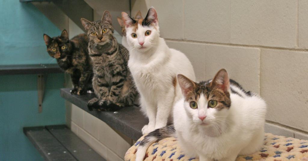 Therapy cats for sale online