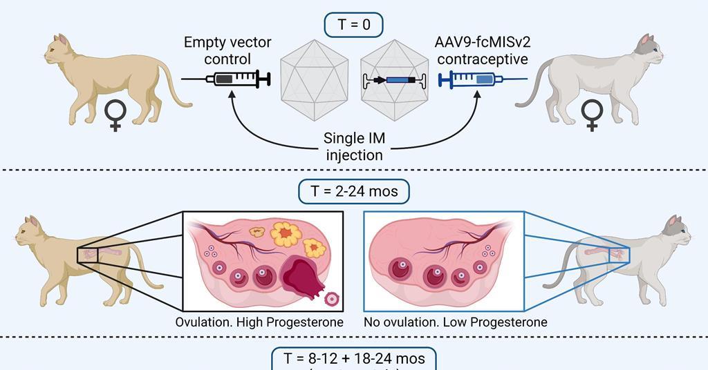 Gene therapy jab offers cheap and safe way to sterilise stray cats Research Chemistry World
