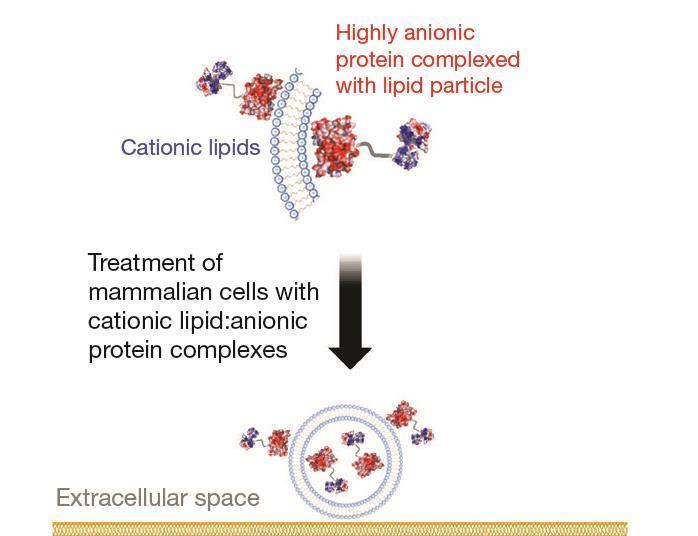 Intracellular delivery | Feature | Chemistry World