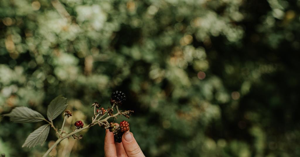 Understanding our data foraging instincts can help researchers overcome resistance to statistical tools