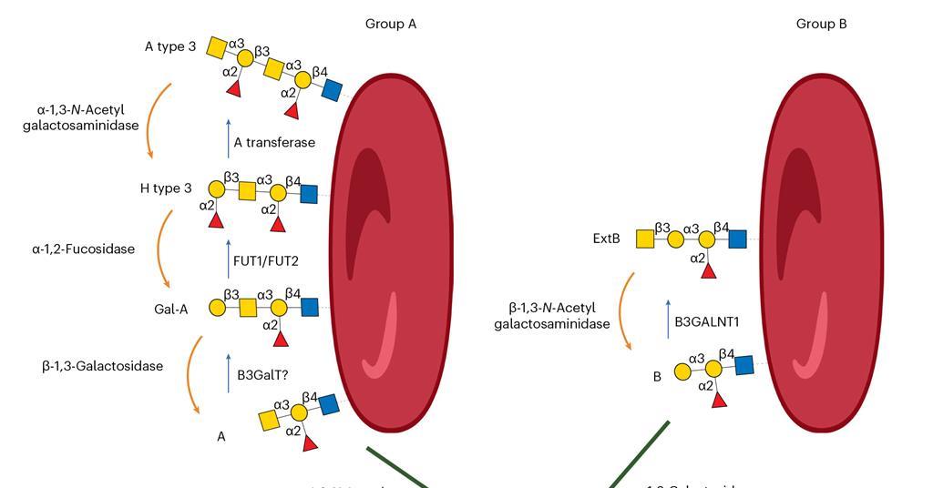 Microbial Enzymes Cut A Path Towards Universal Blood For Transfusions 