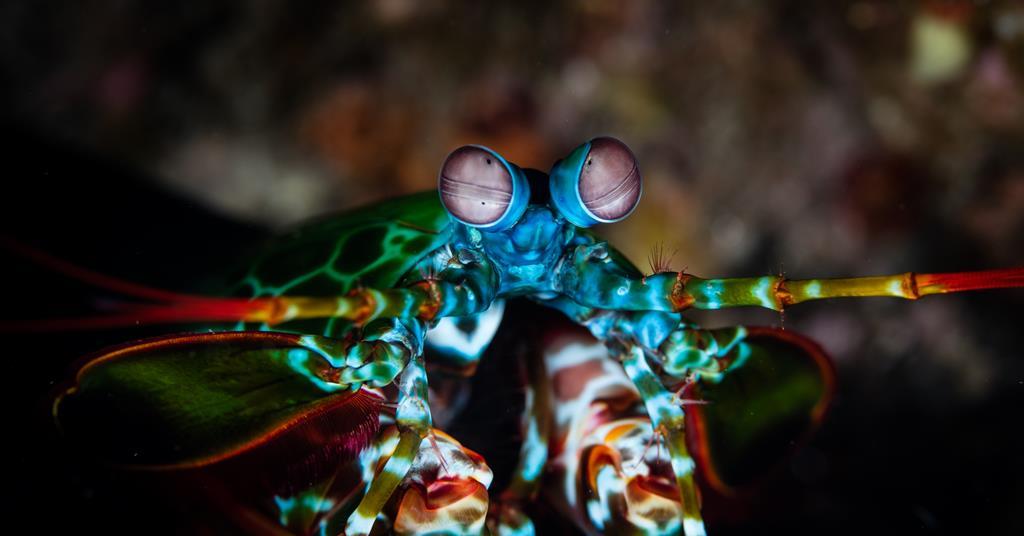 Microscopy reveals mantis shrimp’s shock-absorbing secrets | Research