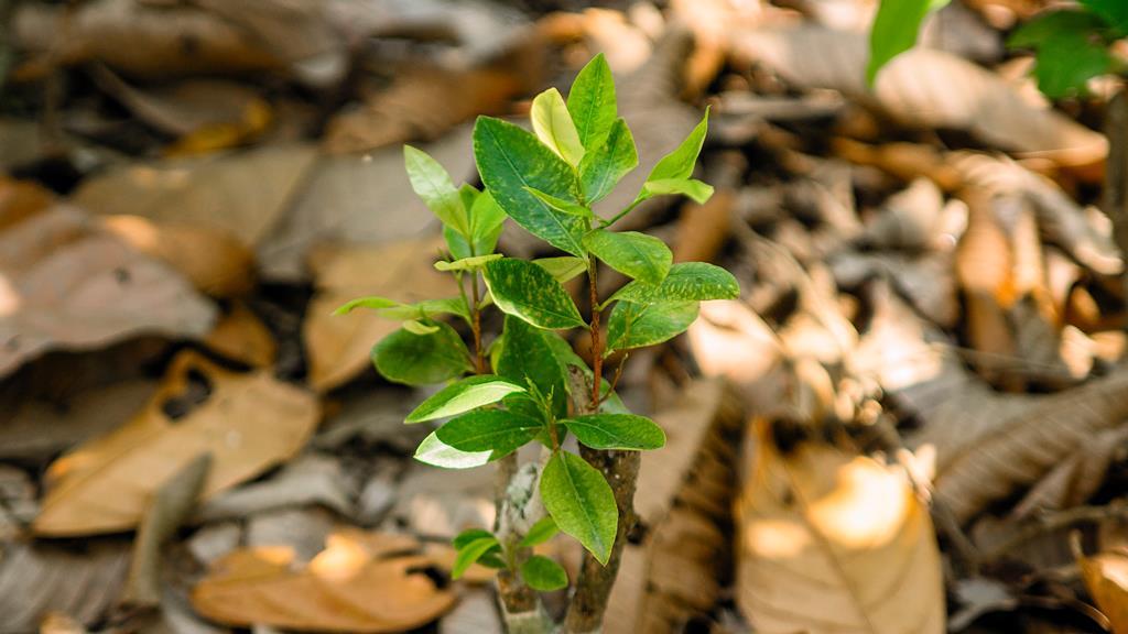 Coca plants’ production pathway for cocaine finally unravelled ...