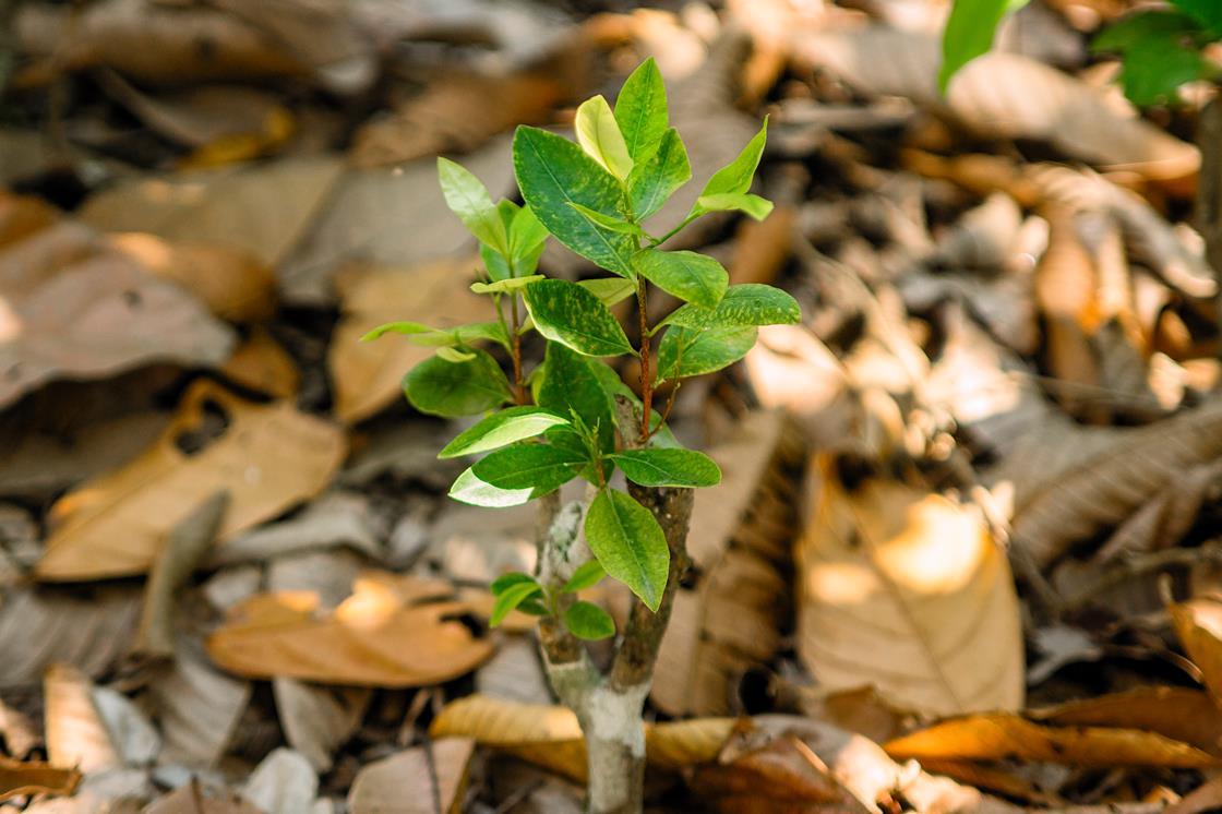 research paper on coca plant