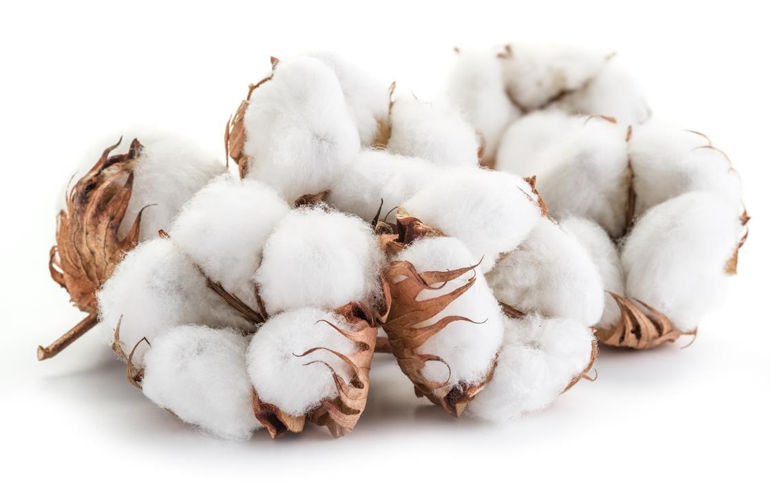 Tailored molecules alter the fabric of cotton Research Chemistry World